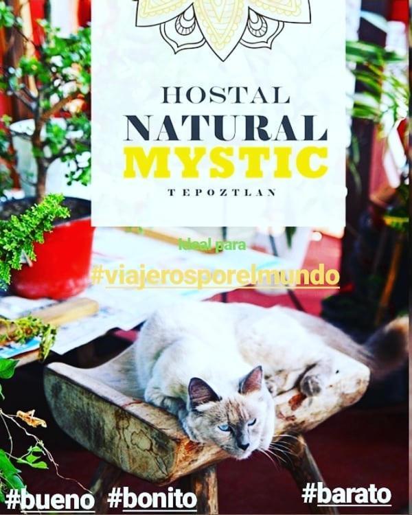 Natural Mystic Hostal 테포츨란 외부 사진